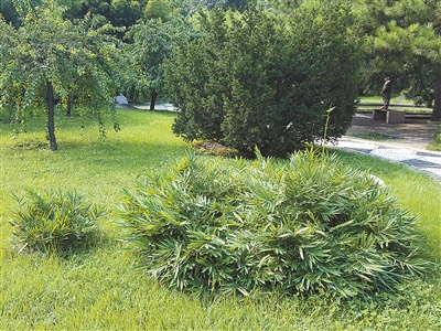 北京植物園花境中的觀賞草魅力究竟在哪里？