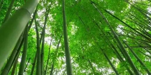 你知道樹木在園林綠化中的分類嗎？