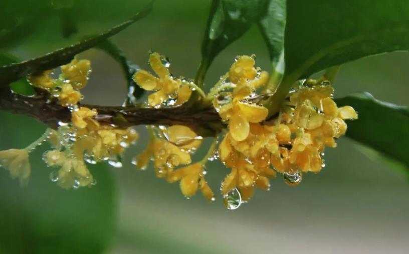 春季桂花移栽修剪有訣竅，襄陽園林綠化公司親傳經(jīng)驗，來年花多枝密長勢好