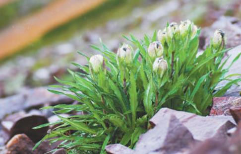 冰天雪地，為何也有植物開花？