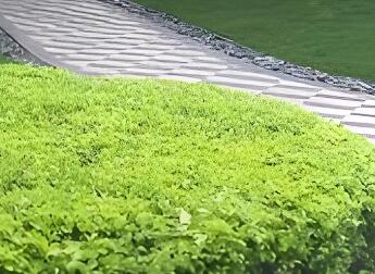 冬季灌木養護：分常綠 / 落葉，兼顧修剪與防寒